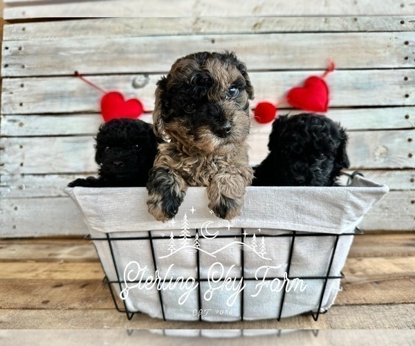 Medium Photo #5 Poodle (Toy) Puppy For Sale in SAINT AUGUSTINE, FL, USA