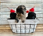 Small Photo #5 Poodle (Toy) Puppy For Sale in SAINT AUGUSTINE, FL, USA