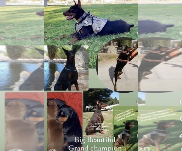 Medium Photo #13 Doberman Pinscher Puppy For Sale in YUCCA VALLEY, CA, USA