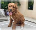 Puppy 2 Goldendoodle