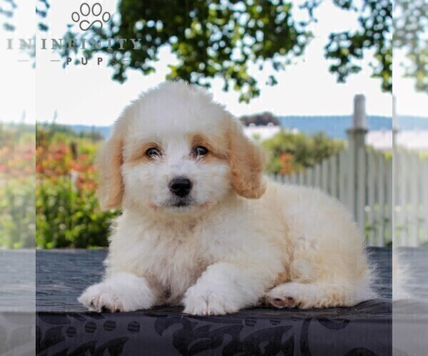 Medium Photo #1 Bernedoodle-Poodle (Miniature) Mix Puppy For Sale in NARVON, PA, USA