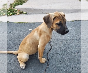 Presa Canario Puppy for sale in AURORA, CO, USA