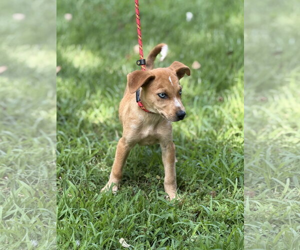 Medium Photo #4 Mutt Puppy For Sale in Yardley, PA, USA