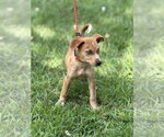 Small #3 Mutt