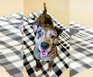 Labrador Retriever-Unknown Mix Dogs for adoption in Derwood, MD, USA