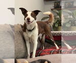 Small #4 Border Collie