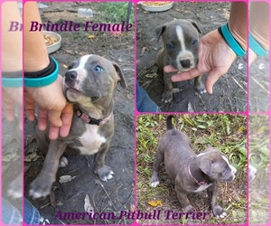 American Pit Bull Terrier Puppy for sale in POMEROY, OH, USA