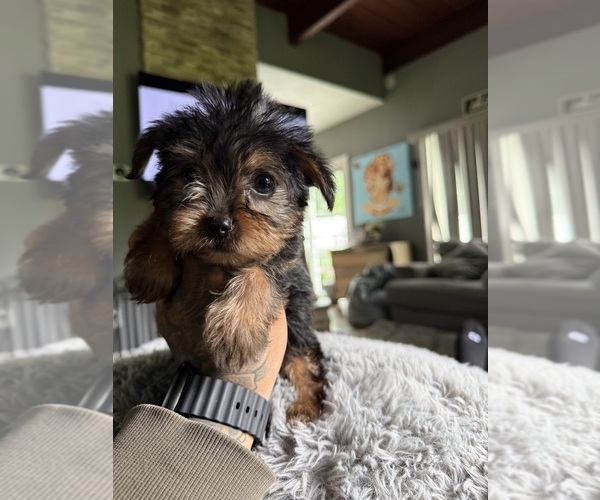 Medium Photo #10 Yorkshire Terrier Puppy For Sale in JOHNSTON, RI, USA