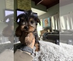 Small #9 Yorkshire Terrier