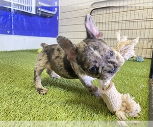 French Bulldog Puppy for sale in MORENO VALLEY, CA, USA