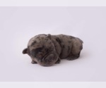 Puppy 3 French Bulldog