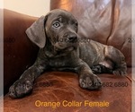Small Photo #10 Cane Corso Puppy For Sale in LA PLATA, MD, USA