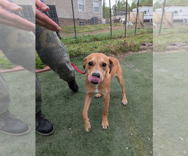 Medium Photo #3 Labrador Retriever-Unknown Mix Puppy For Sale in garner, NC, USA