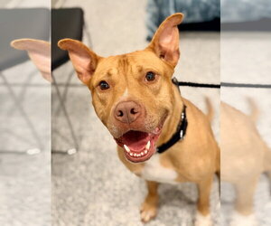 Mutt Dogs for adoption in Manahawkin, NJ, USA