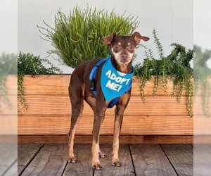 Miniature Pinscher Dogs for adoption in Pacific Grove, CA, USA