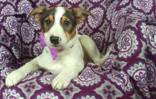 Medium Photo #1 Australian Stumpy Tail Cattle Dog-Jack-Rat Terrier Mix Puppy For Sale in EPHRATA, PA, USA