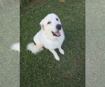 Small #8 Great Pyrenees Mix