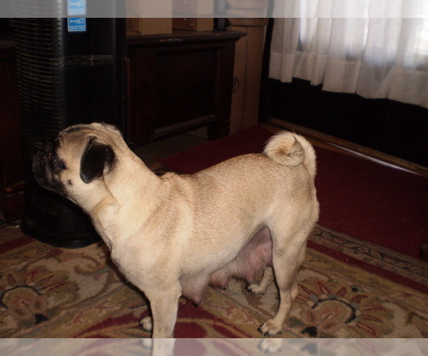 Medium Photo #1 Pug Puppy For Sale in NEW CASTLE, IN, USA