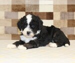 Small #1 Bernedoodle (Miniature)-Cavapoo (Miniature) Mix