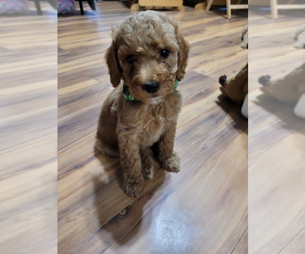Medium Photo #12 Poodle (Standard) Puppy For Sale in AIKEN, SC, USA