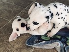 Small Photo #10 Dalmatian Puppy For Sale in ASHEBORO, NC, USA
