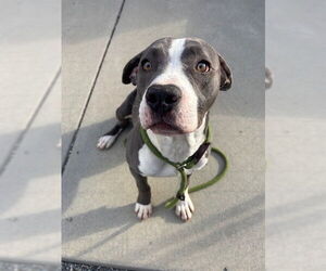American Staffordshire Terrier-Unknown Mix Dogs for adoption in Palmetto, FL, USA
