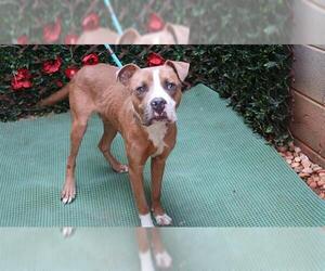 American Pit Bull Terrier Dogs for adoption in Charlotte, NC, USA