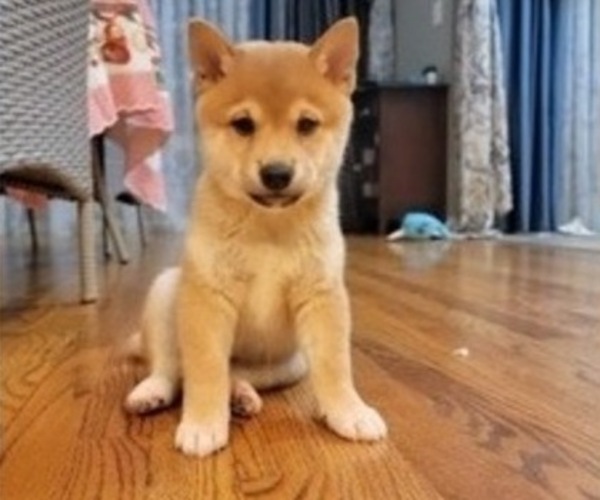 Medium Photo #12 Shiba Inu Puppy For Sale in CARPENTERSVILLE, IL, USA