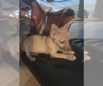 Small Photo #4 Chihuahua Puppy For Sale in PHOENIX, AZ, USA