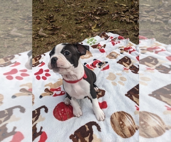 Full screen Photo #13 Boston Terrier Puppy For Sale in MACON, GA, USA