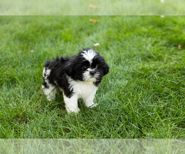 Medium Photo #4 Shih Tzu Puppy For Sale in NAPPANEE, IN, USA