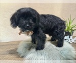 Small #1 YorkiePoo