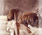 Small Photo #5 Olde English Bulldogge Puppy For Sale in KANSAS CITY, MO, USA