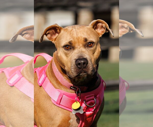 Medium Photo #2 American Pit Bull Terrier Puppy For Sale in McKinney, TX, USA