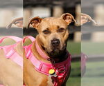 Small #1 American Pit Bull Terrier