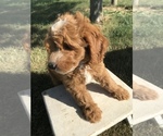 Small Photo #5 Goldendoodle (Miniature) Puppy For Sale in GOSHEN, IN, USA