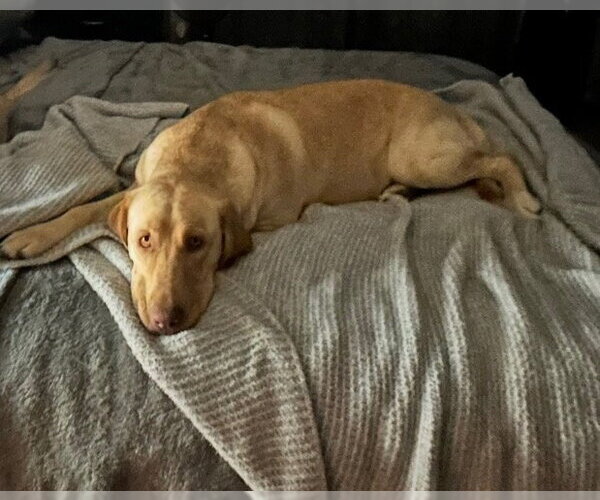 Medium Photo #3 Labrador Retriever Puppy For Sale in Sandy, UT, USA