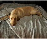 Small #2 Labrador Retriever