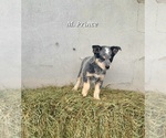 Small #1 Australian Cattle Dog