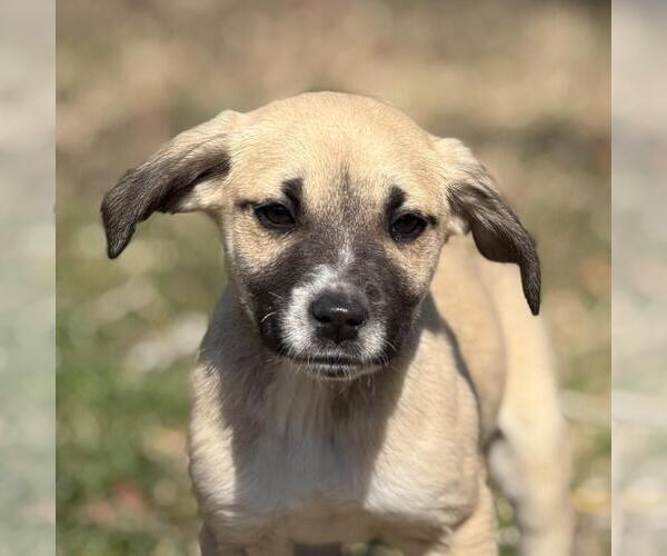 Medium Photo #1 Labrador Retriever-Unknown Mix Puppy For Sale in Yardley, PA, USA