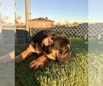 Small #34 English Bulldog
