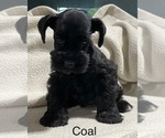 Small Photo #2 Schnauzer (Miniature) Puppy For Sale in CO SPGS, CO, USA