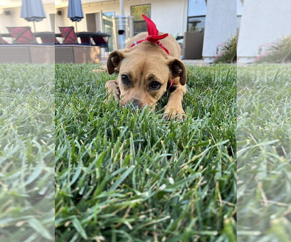Medium Photo #3 American Pit Bull Terrier-Unknown Mix Puppy For Sale in Berkeley, CA, USA