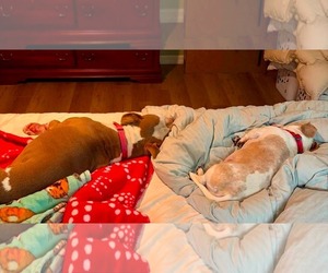 Charm - Female American Pit Bull Terrier-Unknown Mix Dog for Adoption - Photo #6