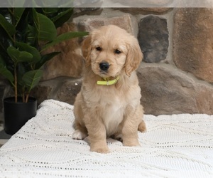 Golden Retriever Puppy for Sale in APPLE CREEK, Ohio USA
