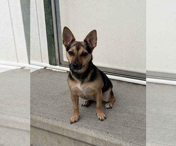 Medium Photo #1 Mutt Puppy For Sale in Boston, MA, USA