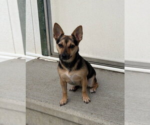 ChaCha - Female Mutt Dog for Adoption