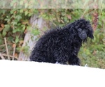 Small #12 Poodle (Toy)