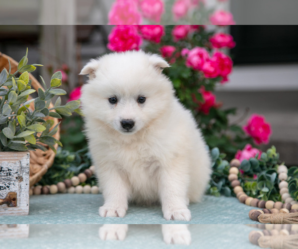 Medium Photo #3 American Eskimo Dog Puppy For Sale in BERNE, IN, USA
