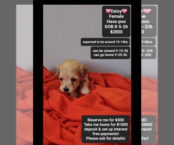 Medium Photo #1 Havapoo Puppy For Sale in TUCSON, AZ, USA
